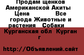 Продам щенков Американской Акиты › Цена ­ 25 000 - Все города Животные и растения » Собаки   . Курганская обл.,Курган г.